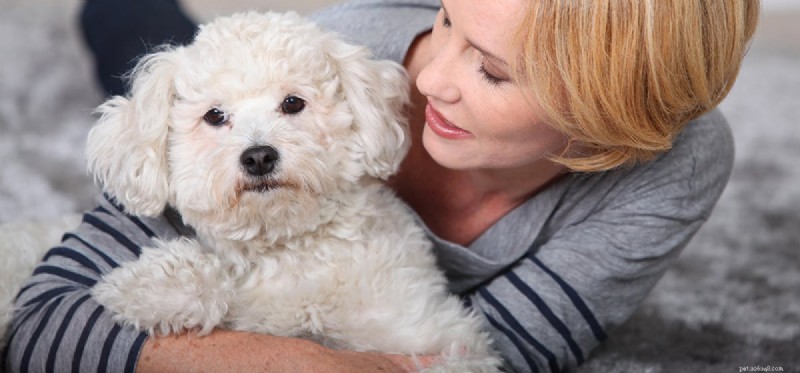 Do Dogs Truly Grasp Human Language? Understanding Their Communication Skills