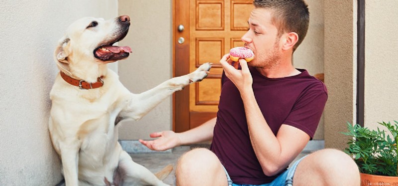 Do Dogs Truly Grasp Human Gestures? A Scientific Look