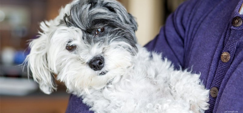 Do Dogs Truly Grasp Human Gestures? A Scientific Look