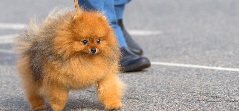 Do Dogs Truly Grasp Human Gestures? A Scientific Look