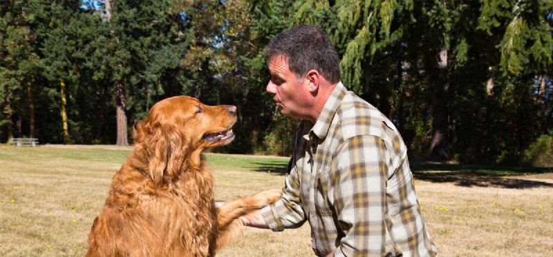 Do Dogs Truly Comprehend Human Barking? Insights for Pet Owners
