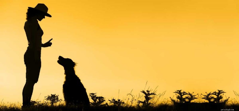 Can Dogs Truly Read Human Body Language?