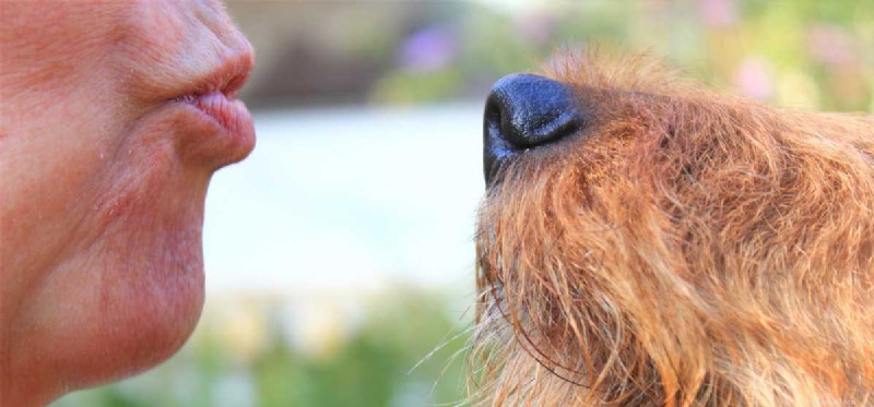Do Dogs Truly Understand Human Kisses? Discover How They Perceive Affection