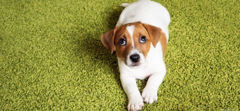 Do Dogs Truly Understand When We Use Harsh Language?