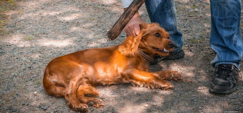Do Dogs Truly Understand When We Use Harsh Language?