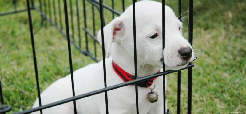 Do Dogs Truly Understand When We Use Harsh Language?