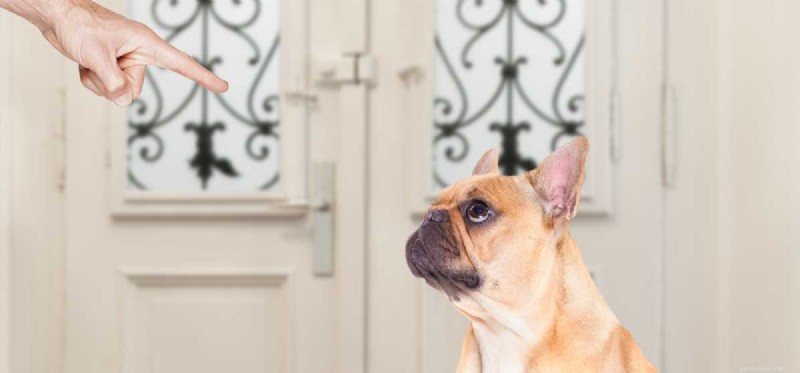 Do Dogs Truly Understand When We Use Harsh Language?