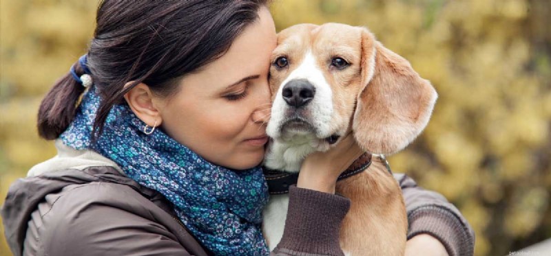 Do Dogs Truly Understand Our Emotions? Exploring the Science Behind Their Insight