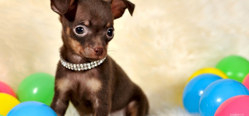 Do Dogs Truly Grasp Quantity? Unveiling Canine Numerical Insight
