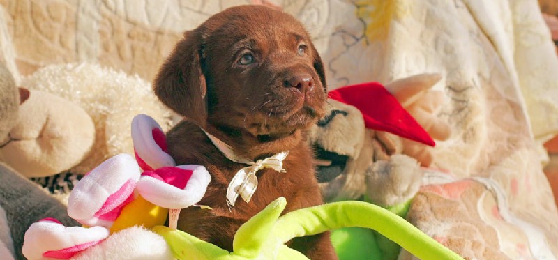 Do Dogs Truly Grasp Quantity? Unveiling Canine Numerical Insight