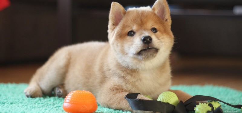 Do Dogs Truly Grasp Quantity? Unveiling Canine Numerical Insight