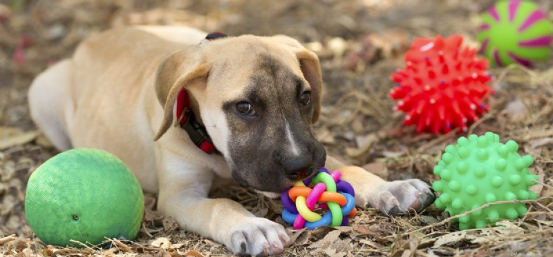 Do Dogs Truly Grasp Quantity? Unveiling Canine Numerical Insight