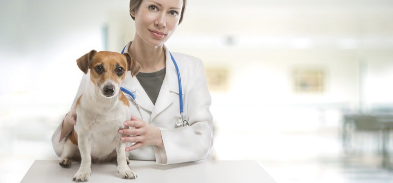 Can Human Ear Drops Safely Treat Your Dog s Ear Infections?