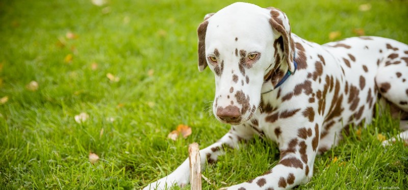 Can Human Ear Drops Safely Treat Your Dog s Ear Infections?