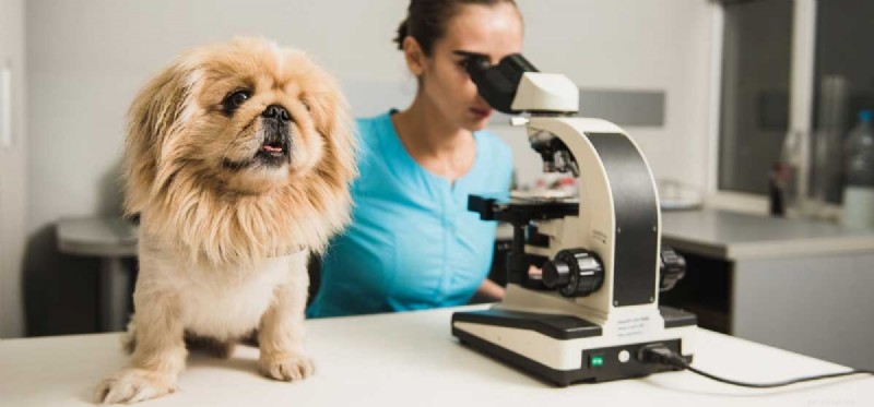 Can Dogs Be Cloned? A Scientific and Ethical Overview
