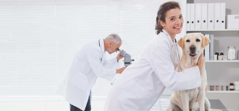 Can Dogs Be Cloned? A Scientific and Ethical Overview