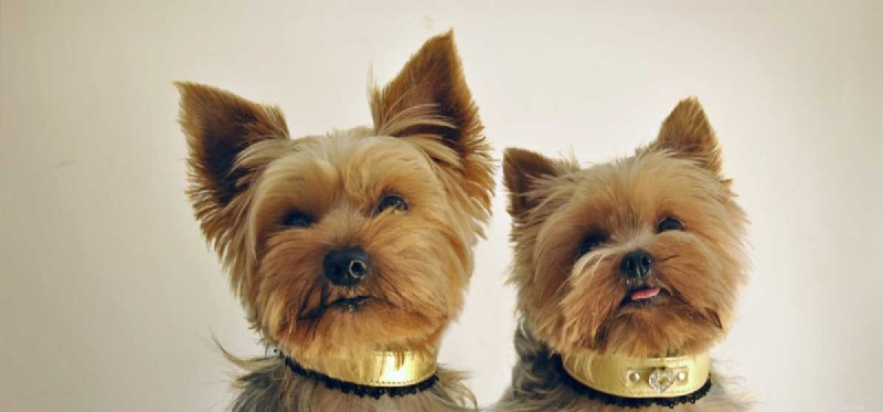 Can Dogs Be Cloned? A Scientific and Ethical Overview