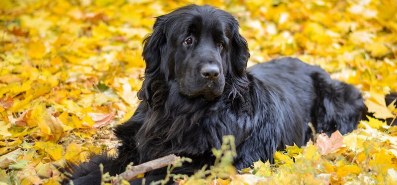Are Newfoundland Dogs Suitable for Apartment Living? Practical Tips & Considerations