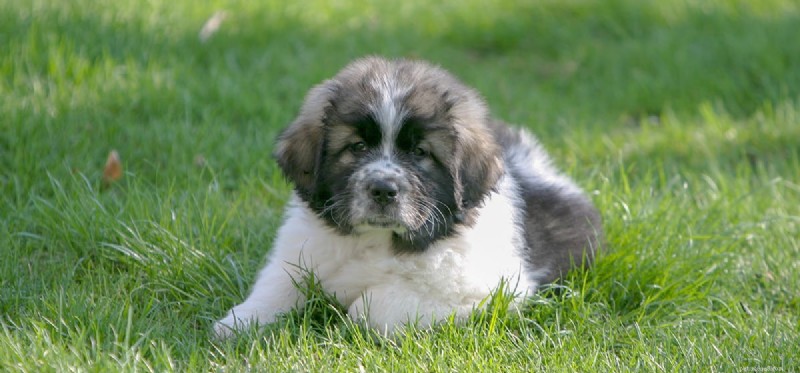 Are Newfoundland Dogs Suitable for Apartment Living? Practical Tips & Considerations