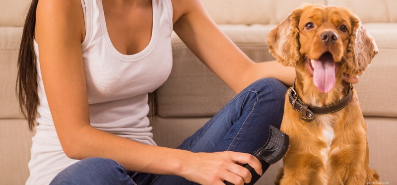 Finding Apartment Housing for Service Dogs: Your Rights & Practical Tips