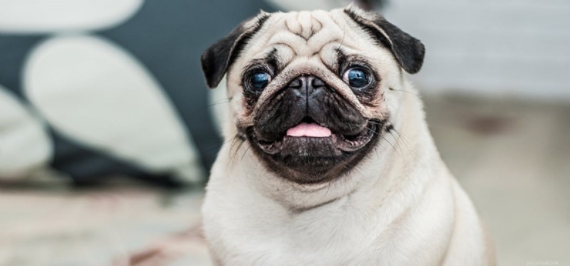 Finding Apartment Housing for Service Dogs: Your Rights & Practical Tips