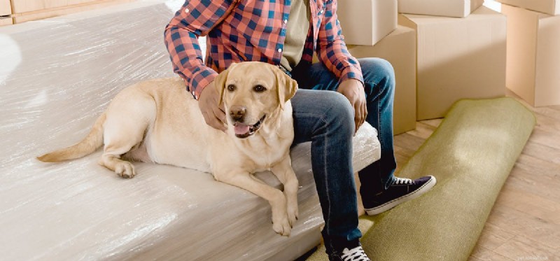 Finding Apartment Housing for Service Dogs: Your Rights & Practical Tips