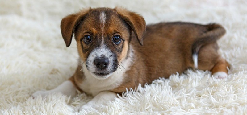 Do Dogs Love Soft Blankets? Discover Why They Do and How to Choose the Best One