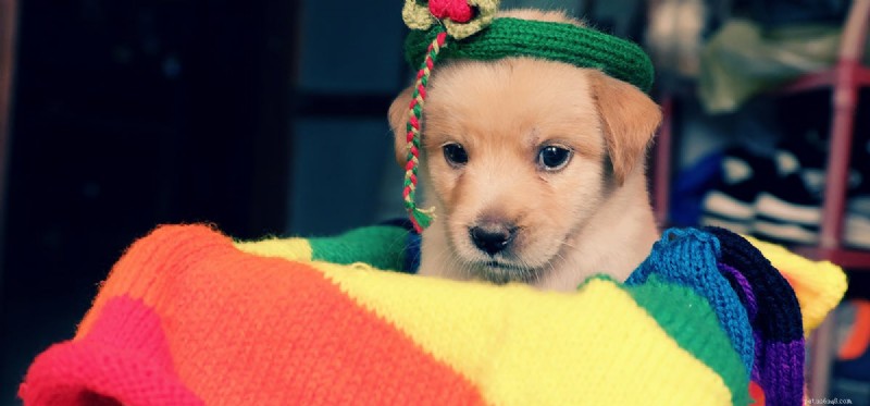 Do Dogs Love Soft Blankets? Discover Why They Do and How to Choose the Best One