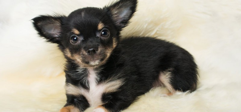 Do Dogs Love Soft Blankets? Discover Why They Do and How to Choose the Best One