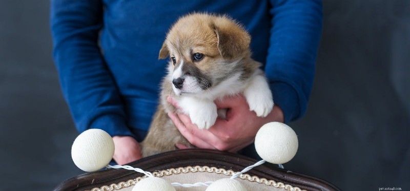 Can Your Dog Mimic Human Actions? Exploring Canine Imitation and Training