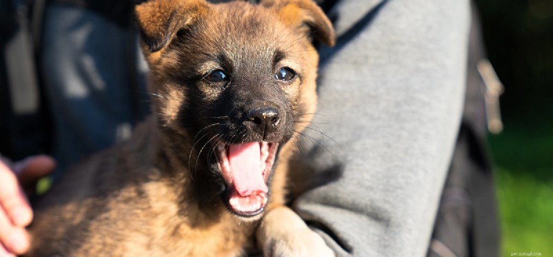 Can Your Dog Mimic Human Actions? Exploring Canine Imitation and Training