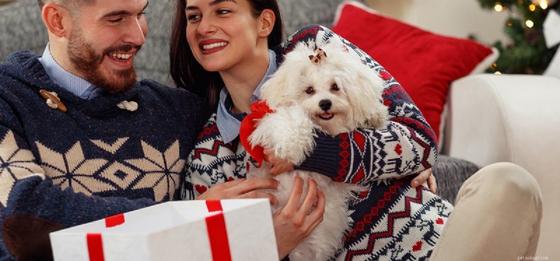How Dogs Discern Happy vs. Angry Human Facial Expressions