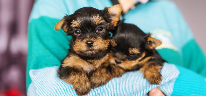 How Dogs Discern Happy vs. Angry Human Facial Expressions
