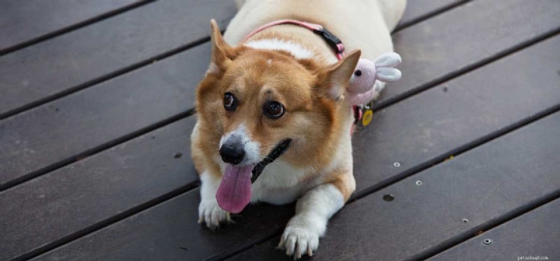 Preventing Weight Gain in Dogs: Smart Diet and Exercise Strategies