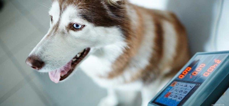 Preventing Weight Gain in Dogs: Smart Diet and Exercise Strategies