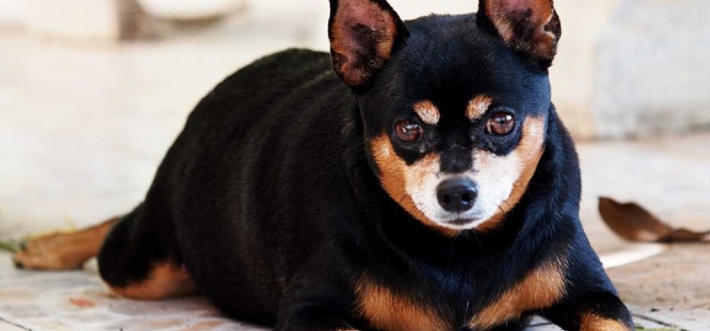 Preventing Weight Gain in Dogs: Smart Diet and Exercise Strategies