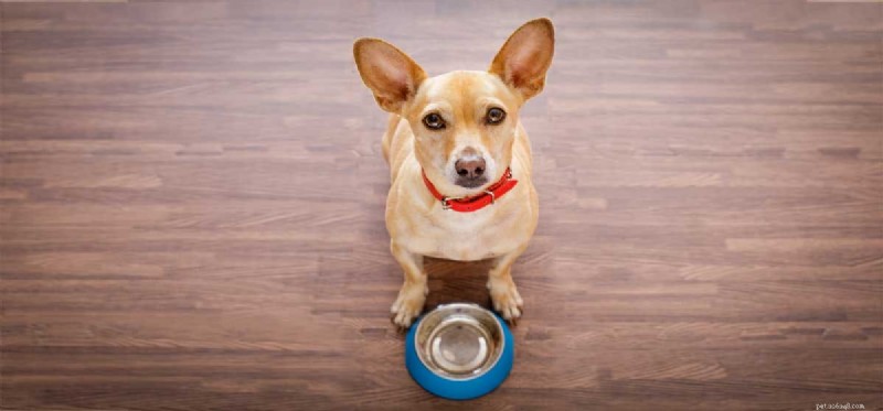 Preventing Weight Gain in Dogs: Smart Diet and Exercise Strategies