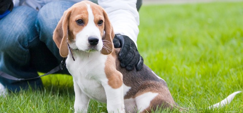 Can Your Dog Detect Your True Character? Insights into Canine Perception