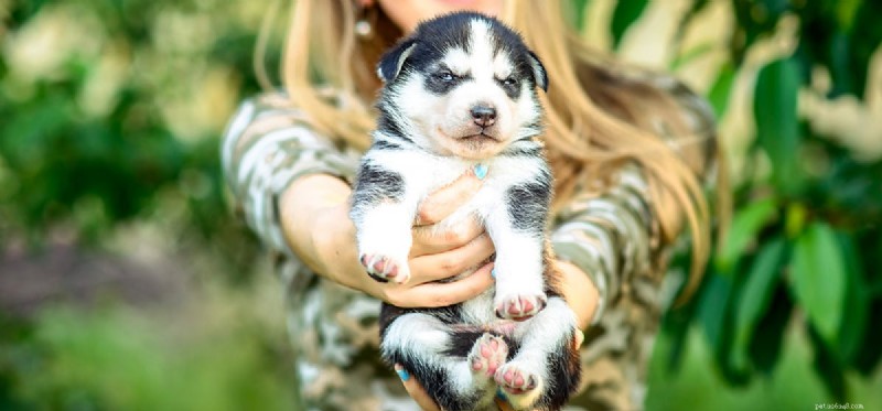 Can Your Dog Detect Your True Character? Insights into Canine Perception
