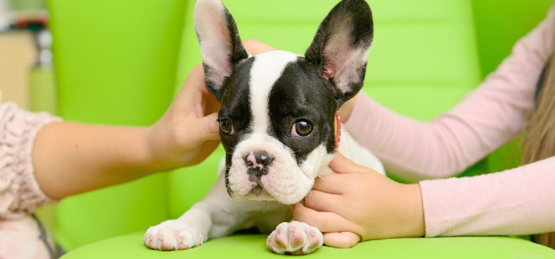 Can Your Dog Detect Your True Character? Insights into Canine Perception