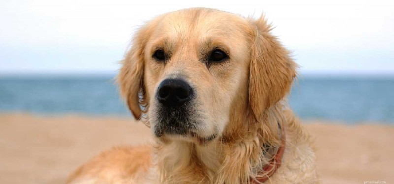 Can Your Dog Truly Understand Multiple Languages? Learn How