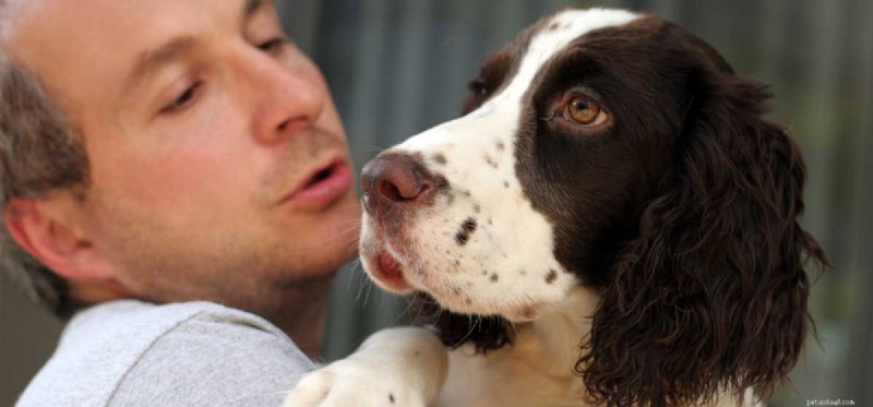 Can Your Dog Truly Understand Multiple Languages? Learn How