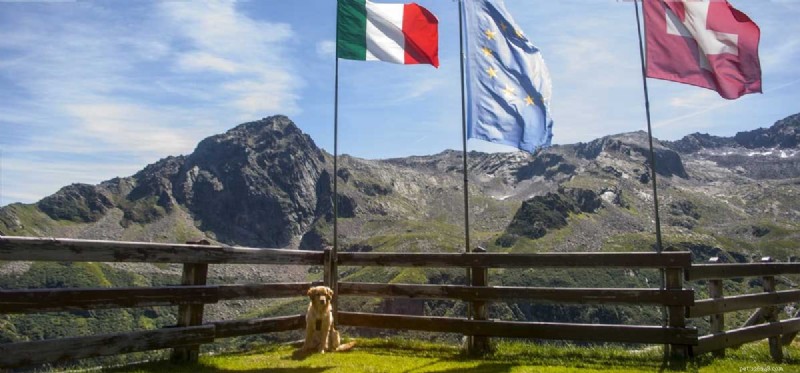 Can Your Dog Truly Understand Multiple Languages? Learn How