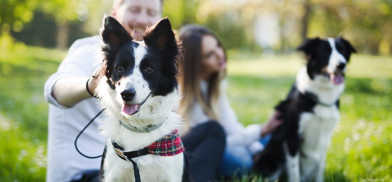 Is Your Dog Dominant? Learn to Spot the Signs and Manage Their Behavior