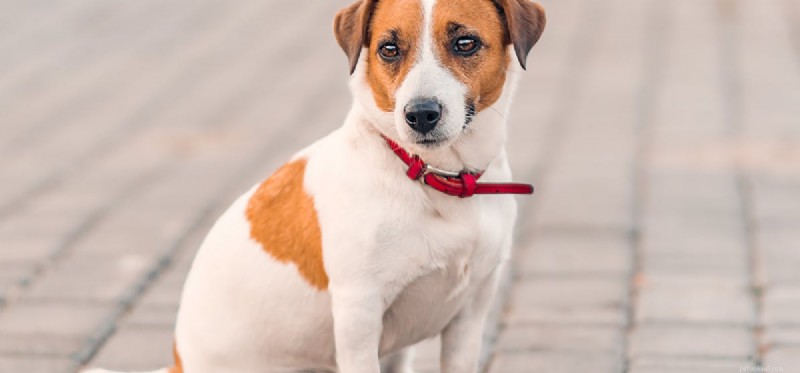 Is Your Dog Dominant? Learn to Spot the Signs and Manage Their Behavior