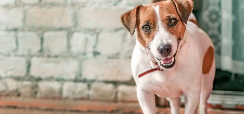 Is Your Dog Dominant? Learn to Spot the Signs and Manage Their Behavior