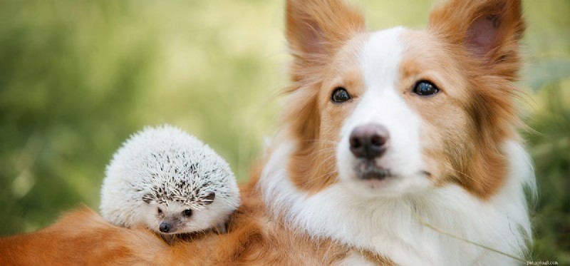 Can Dogs Contract Illnesses from Hedgehogs? Understanding the Risks