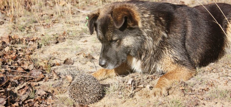 Can Dogs Contract Illnesses from Hedgehogs? Understanding the Risks