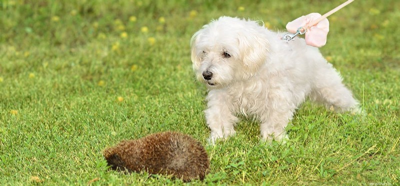 Can Dogs Contract Illnesses from Hedgehogs? Understanding the Risks