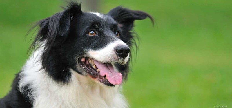 How Well Do Dogs Understand Us? Insights into Their Perception